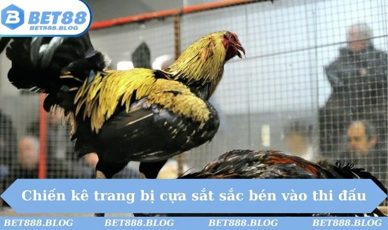 Chiến kê trang bị cựa sắt sắc bén vào thi đấu