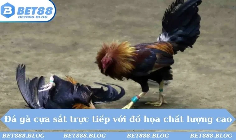 Đá gà cựa sắt trực tiếp với đồ họa chất lượng cao