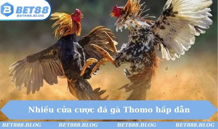 Nhiều cửa cược đá gà Thomo hấp dẫn Nhiều cửa cược đá gà Thomo hấp dẫn