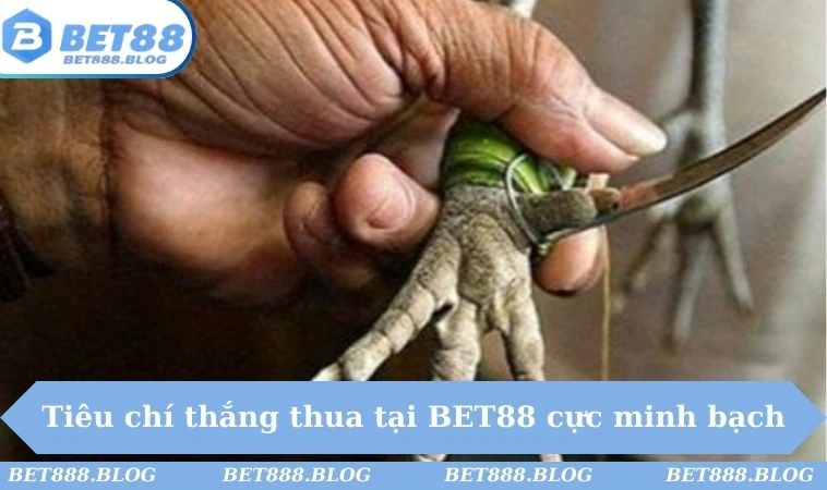 Tiêu chí thắng thua tại BET88 cực minh bạch